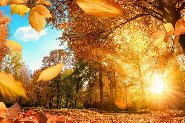 Vitamin D Header