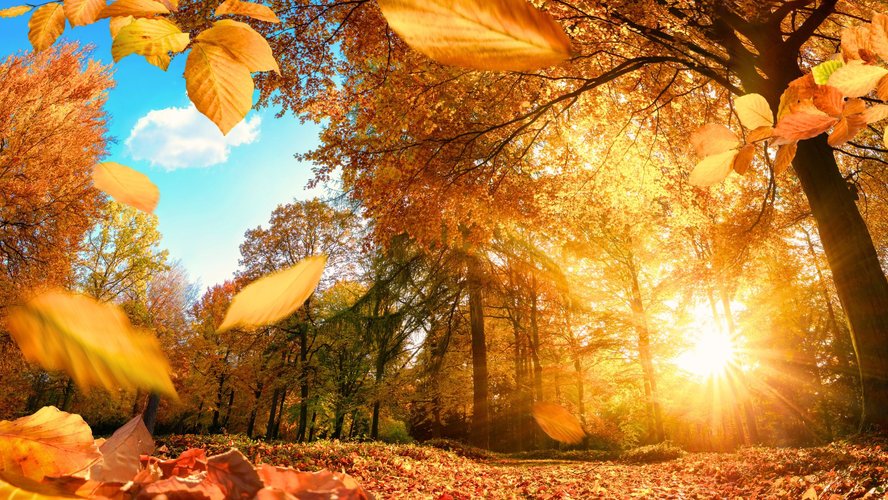 Vitamin D Header